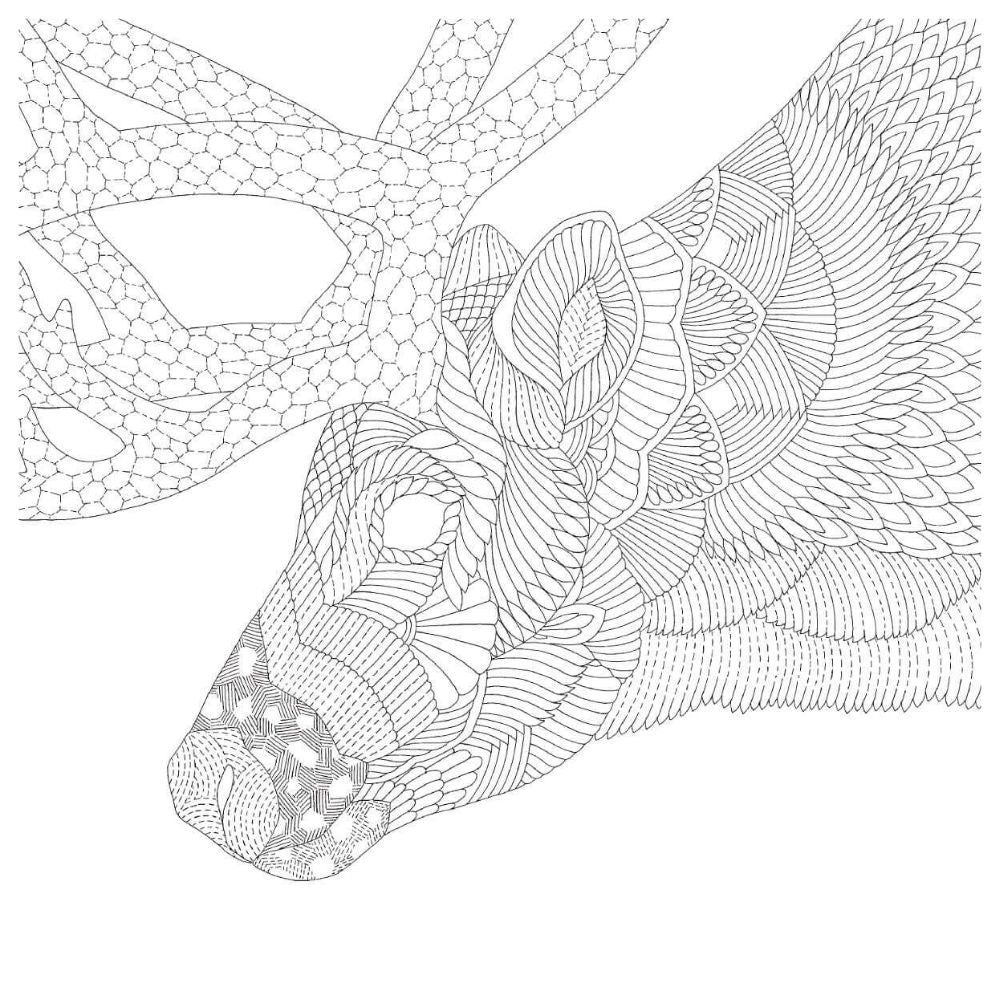 Aventuras Animales - Millie Marotta