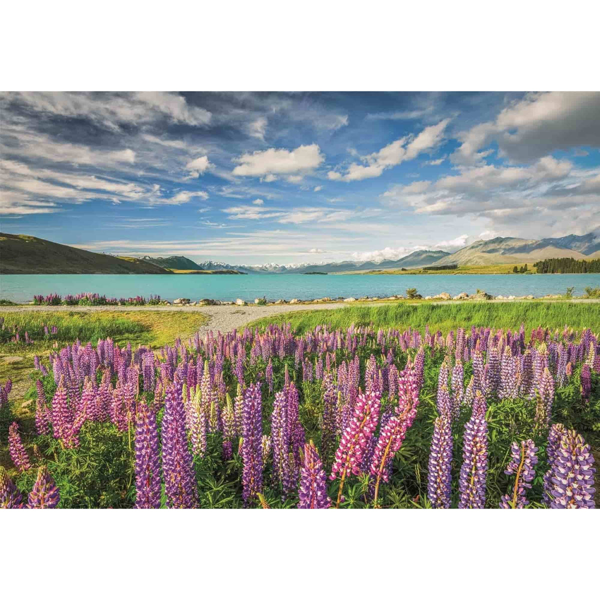 Clementoni - Puzzle 1500 Piezas Compact Lupins at Lake Tekapo High Quality Collection