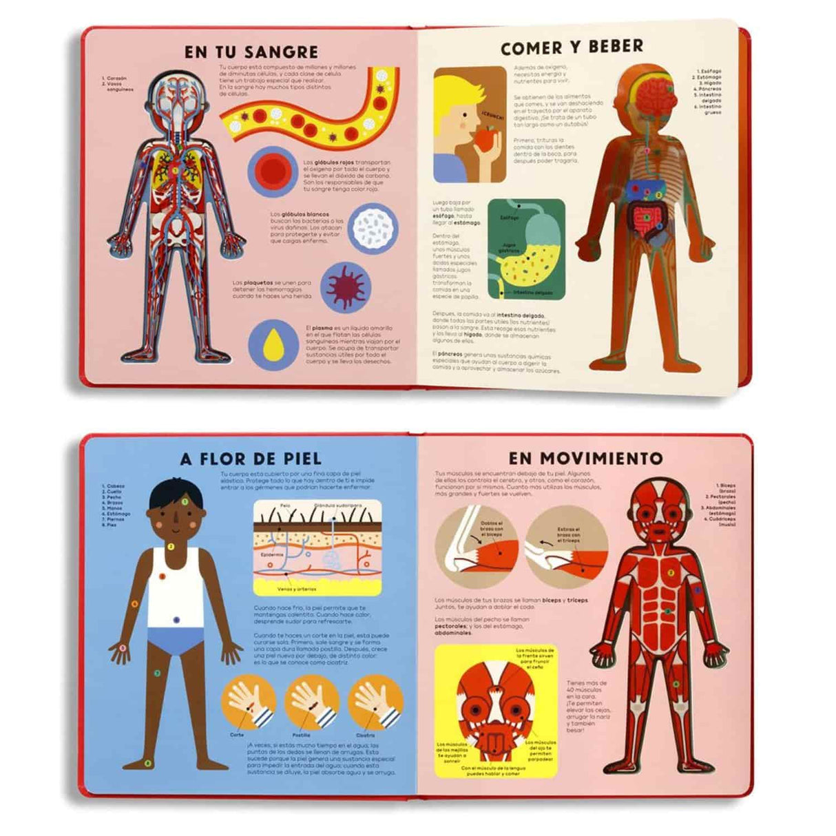 El Cuerpo Humano - Hannah Alice