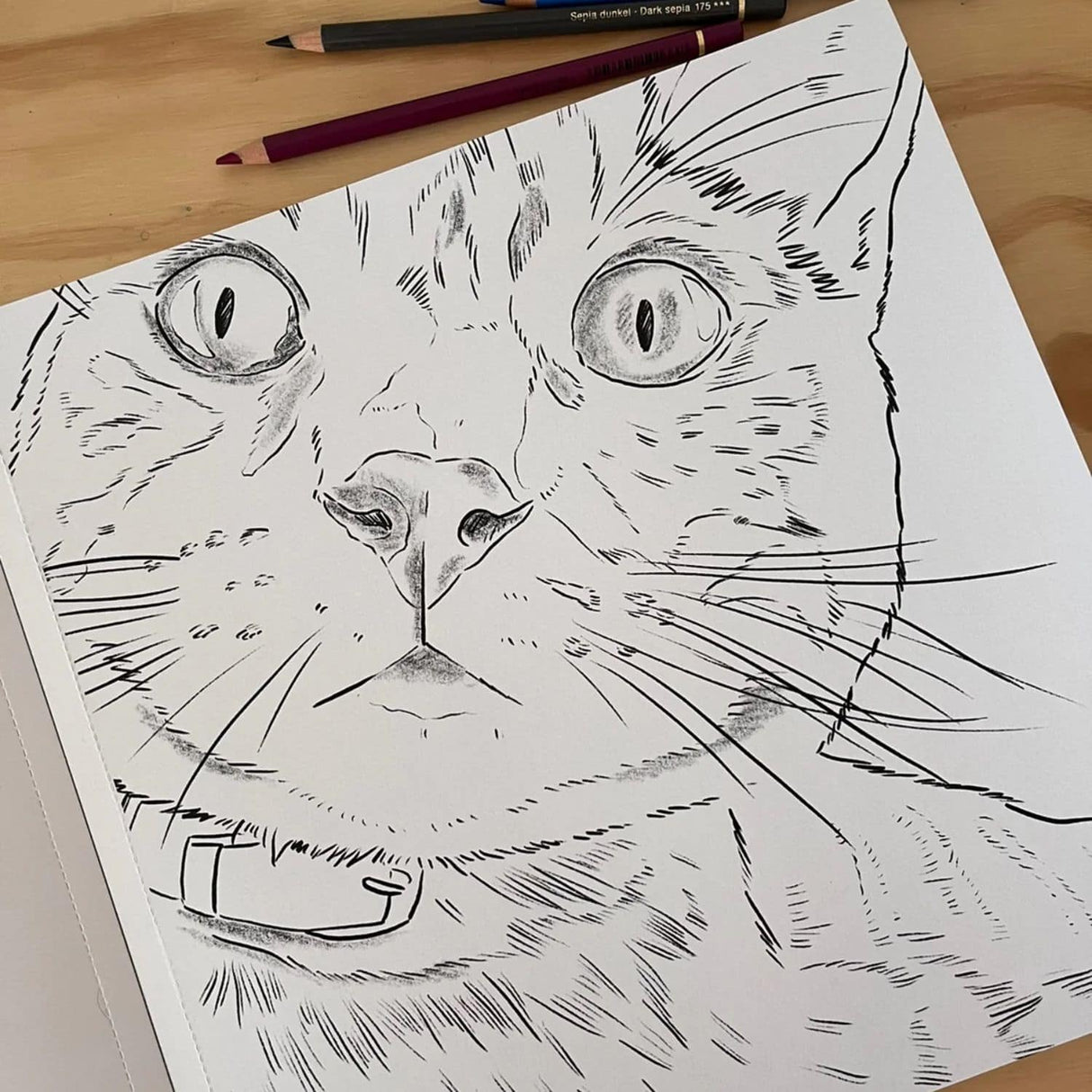 Gatos - Cata Fuenzalida