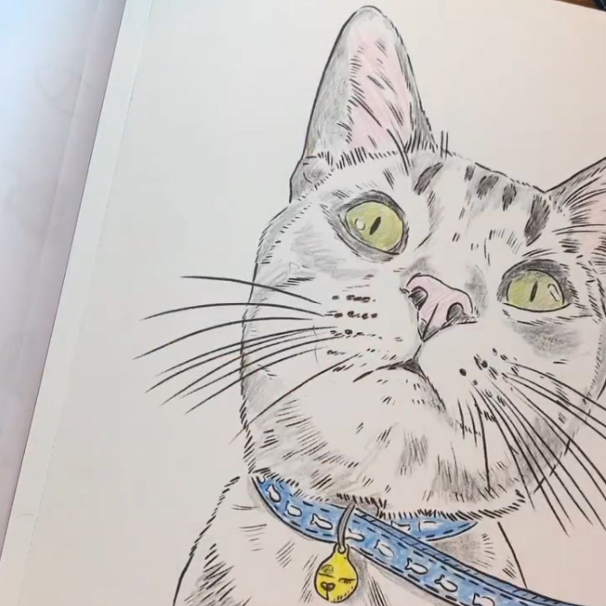 Gatos - Cata Fuenzalida