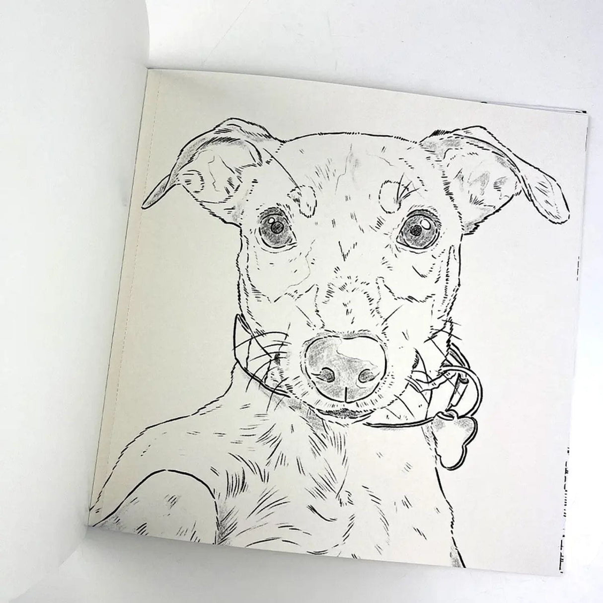 Perros - Cata Fuenzalida