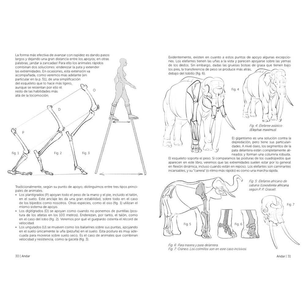 michel-lauricella-libro-anatomia-artistica-9-mamiferos-morfologia-comparada-3
