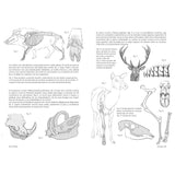 michel-lauricella-libro-anatomia-artistica-9-mamiferos-morfologia-comparada-5