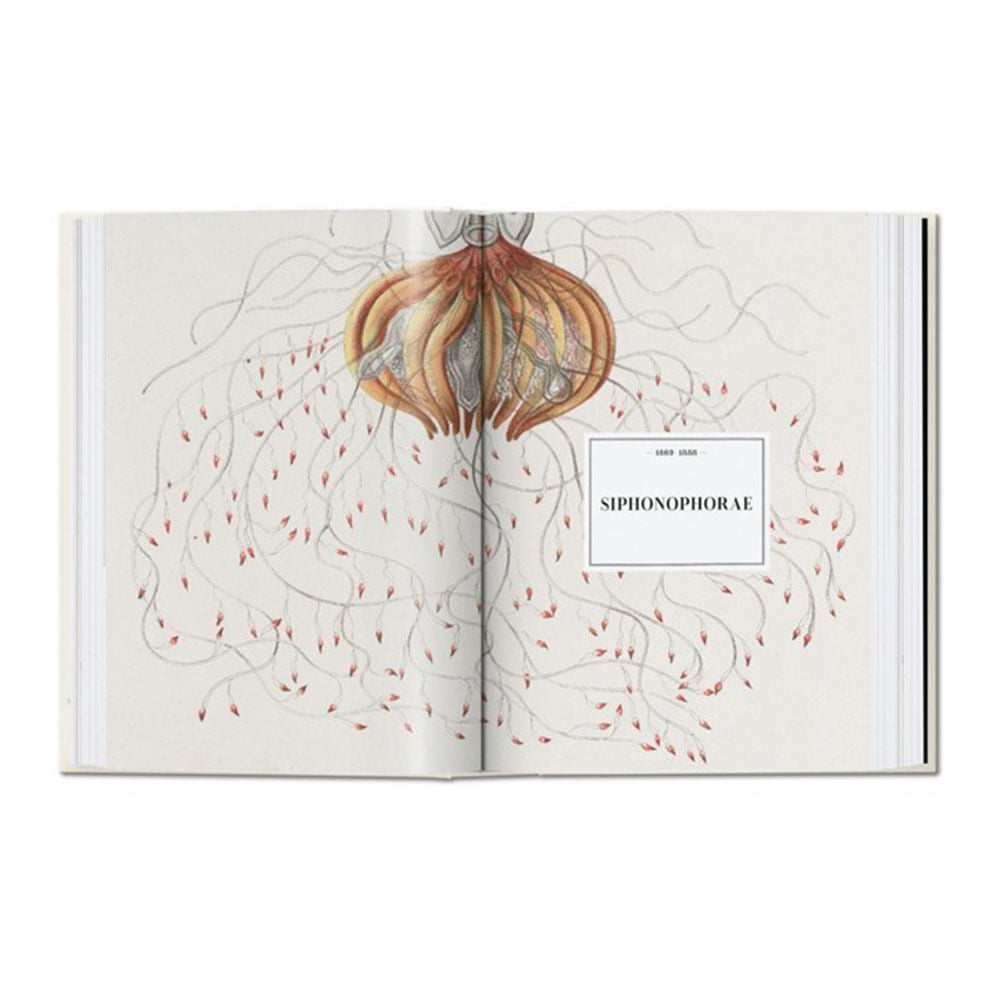 the-art---science-of-ernst-haeckel-rainer-willmann-2