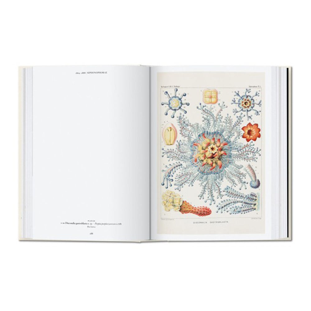 the-art---science-of-ernst-haeckel-rainer-willmann-3