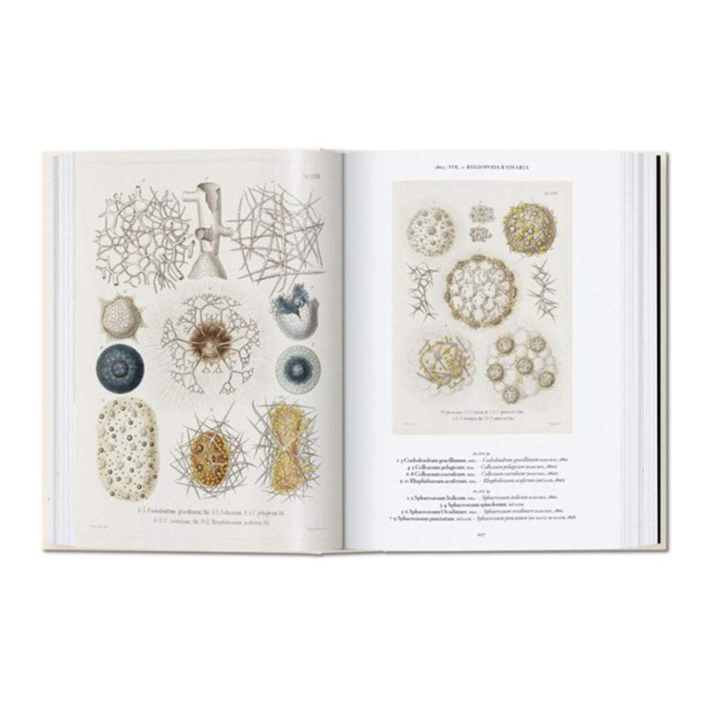 the-art---science-of-ernst-haeckel-rainer-willmann-4