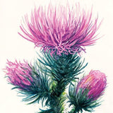 Strathmore - Block para Acuarela Watercolour 300 g/m2
