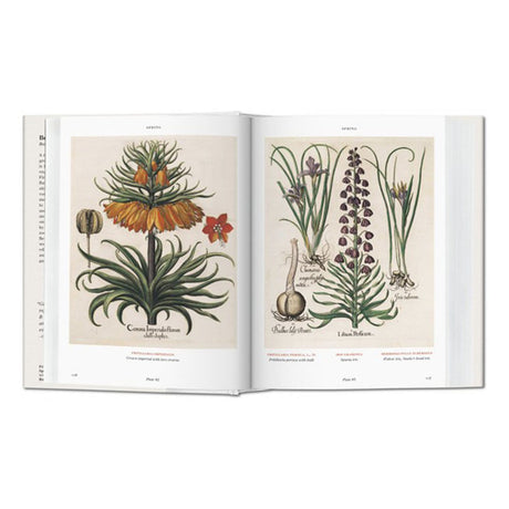 florilegium-the-book-of-plants-basilius-besler-2
