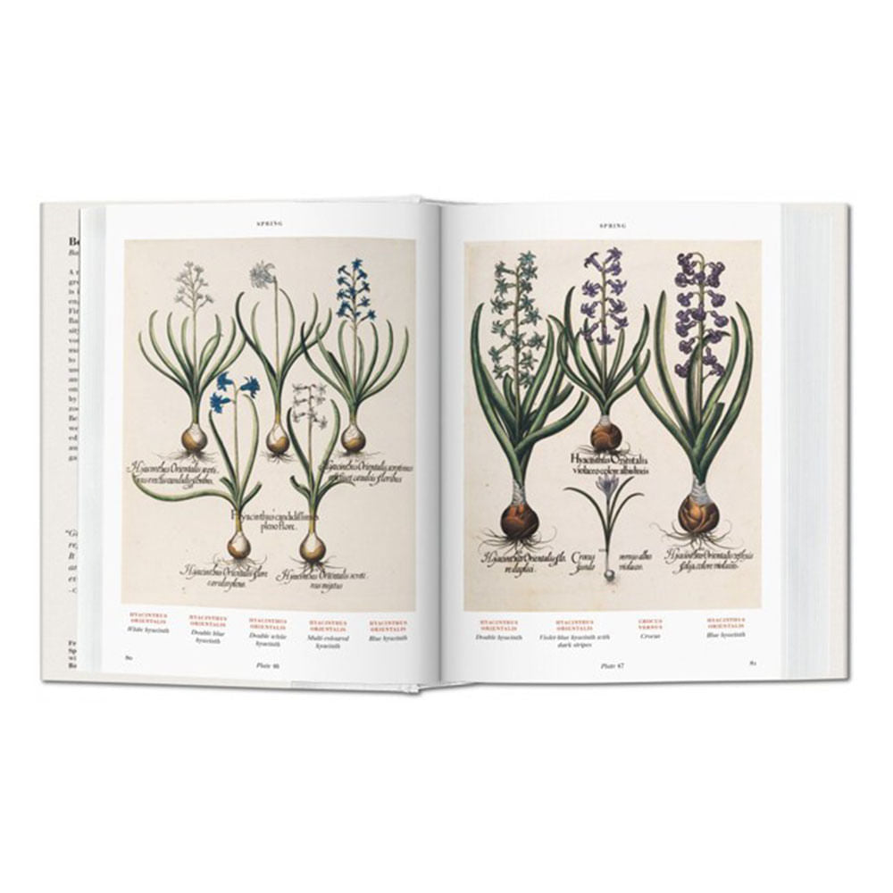 Libro Florilegium The Book of Plants de Basilius Besler – Dibu Chile