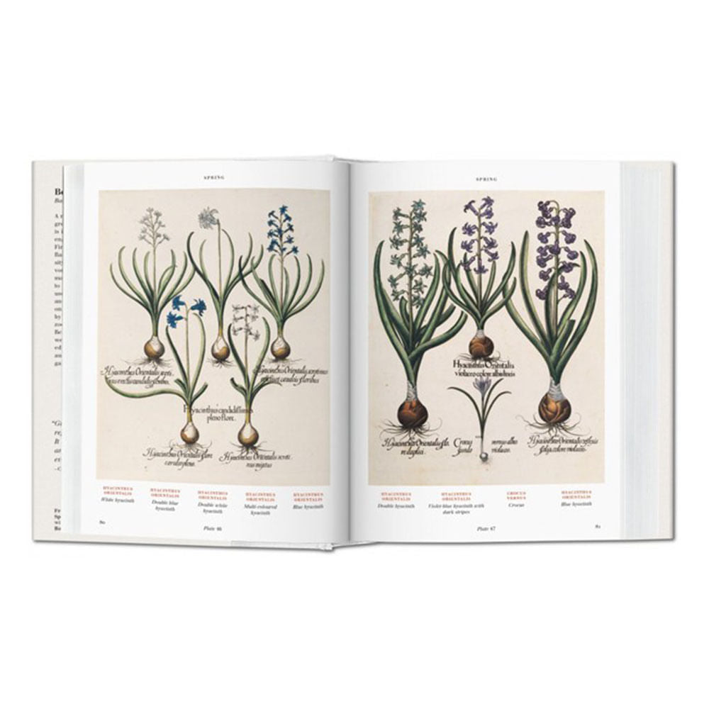 florilegium-the-book-of-plants-basilius-besler-3