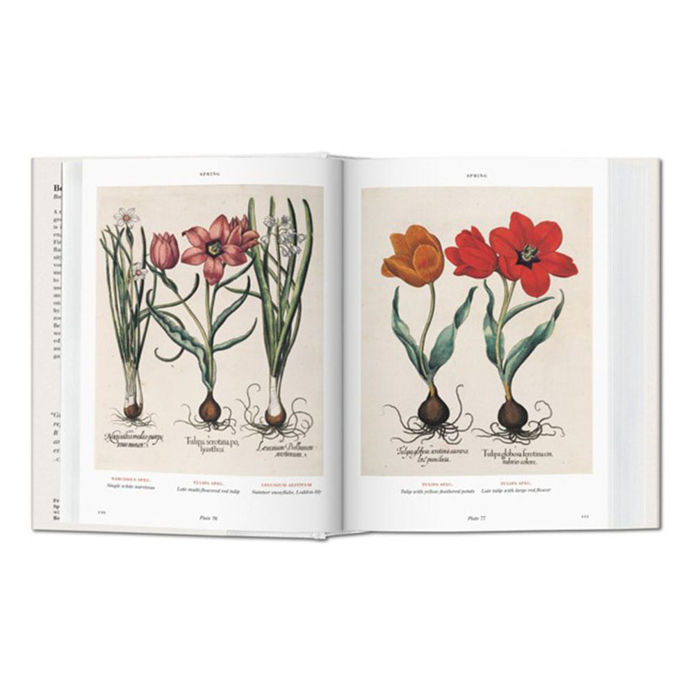 florilegium-the-book-of-plants-basilius-besler-4