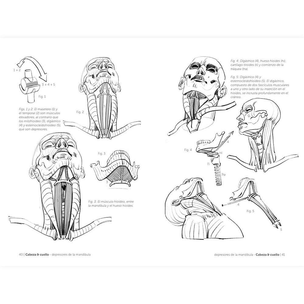 libro-anatomia-artistica-5-articulaciones-y-funciones-musculares-michel-lauricella-3