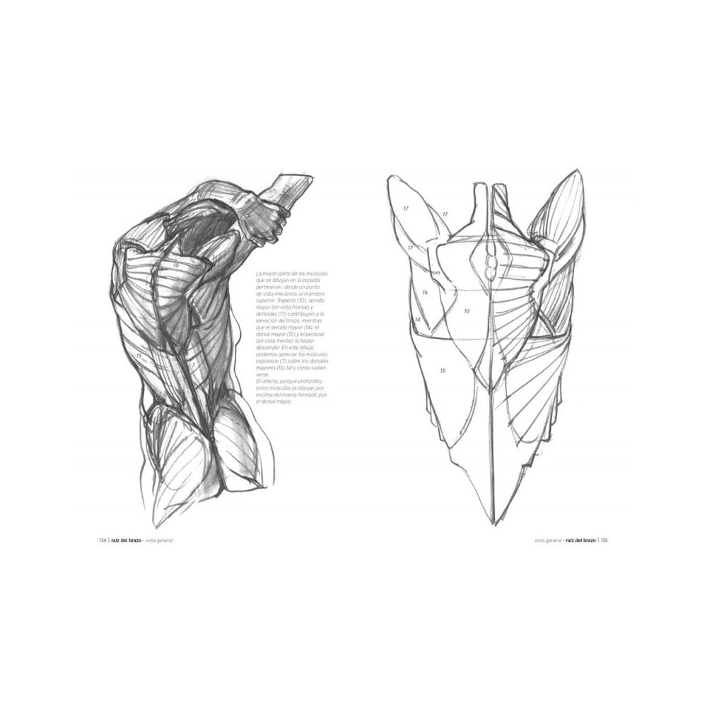 Anatomía Artística 6 Manos y Pies, Michel Lauricella – Dibu Chile