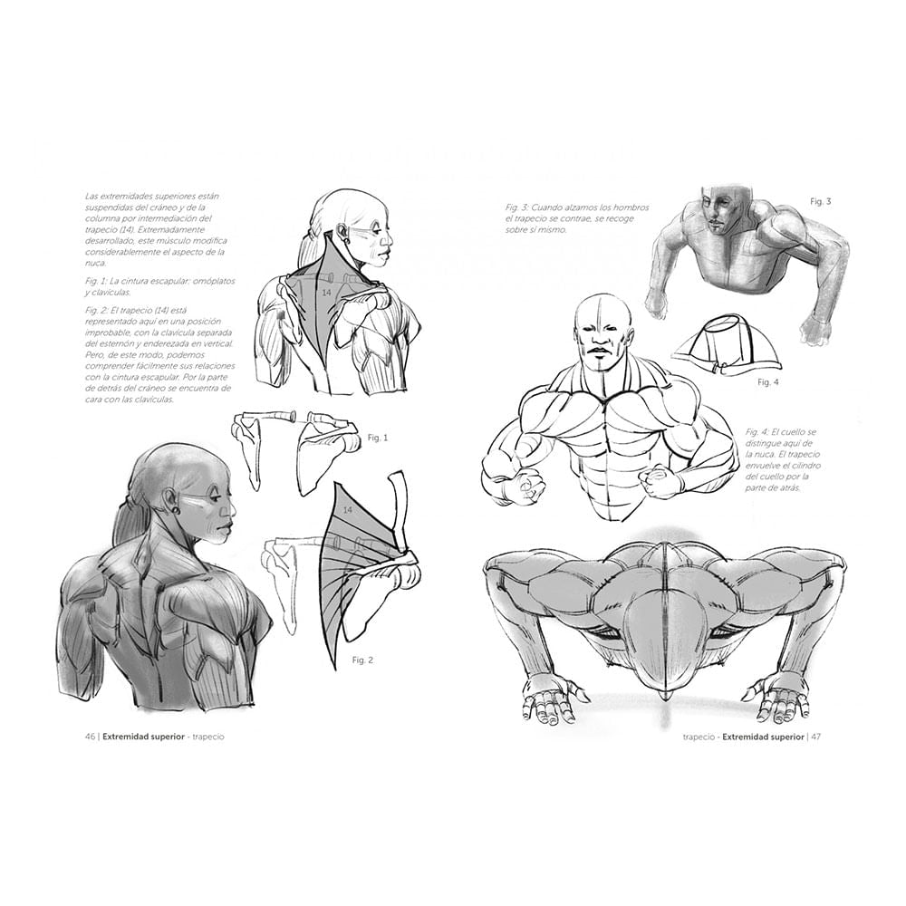 Libro Anatomía Artística 7; Cuerpos Musculados de Michel Lauricella. – Dibu  Chile