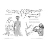 michel-lauricella-libro-anatomia-artistica-7-cuerpos-musculados-6